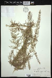 Eragrostis japonica image