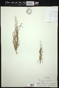 Eragrostis amabilis image