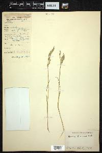 Bromus ramosus image