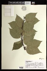 Betula alleghaniensis image