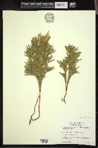 Dendrolycopodium hickeyi image