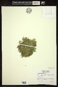 Selaginella eclipes image