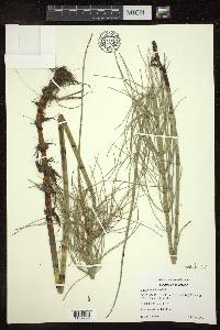 Equisetum fluviatile image