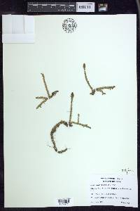 Lycopodiella inundata image