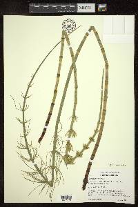 Equisetum fluviatile image