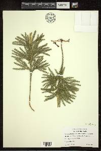 Dendrolycopodium dendroideum image