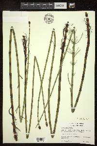 Equisetum fluviatile image