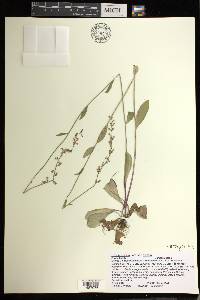 Lobelia spicata var. spicata image
