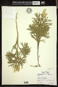 Dendrolycopodium hickeyi image