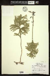 Dendrolycopodium dendroideum image