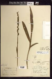 Platanthera aquilonis image