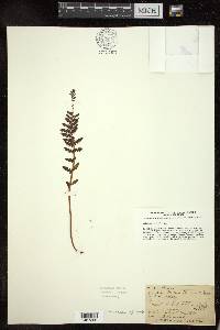 Woodsia ilvensis image