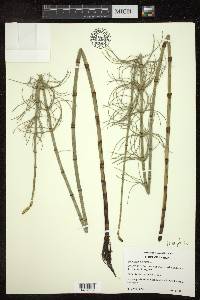 Equisetum fluviatile image