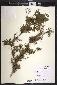 Taxus canadensis image