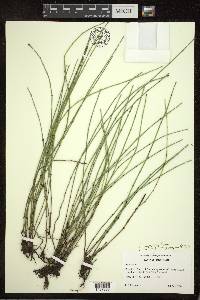 Equisetum variegatum image