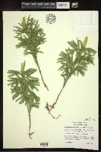 Dendrolycopodium dendroideum image