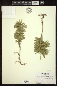 Dendrolycopodium dendroideum image