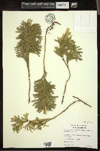 Dendrolycopodium hickeyi image