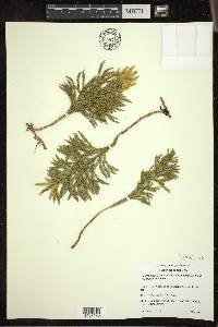 Dendrolycopodium hickeyi image