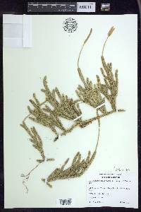 Lycopodium lagopus image