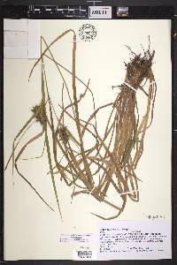 Carex intumescens var. intumescens image