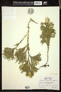 Dendrolycopodium hickeyi image