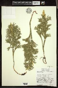 Dendrolycopodium hickeyi image