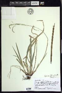 Carex arctata image