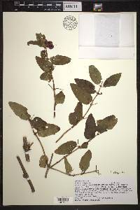 Lonicera tatarica image