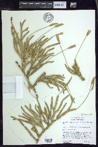 Lycopodium lagopus image