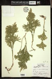 Dendrolycopodium hickeyi image