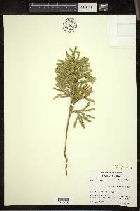 Dendrolycopodium hickeyi image