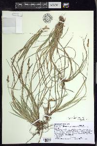 Carex lucorum image