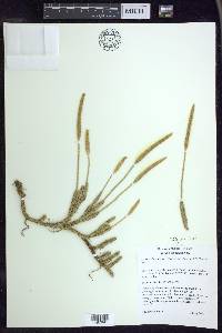 Lycopodium lagopus image