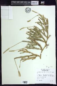 Lycopodium lagopus image