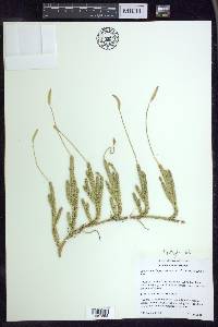 Lycopodium lagopus image