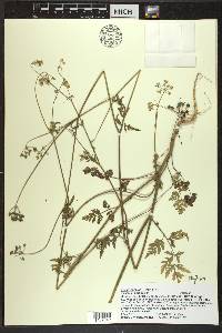 Torilis japonica image