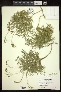 Diphasiastrum tristachyum image