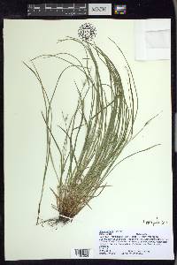 Carex jamesii image