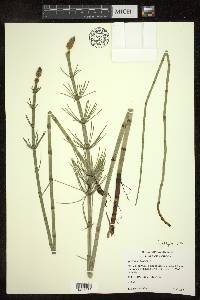 Equisetum fluviatile image