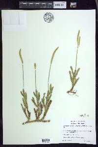 Lycopodium lagopus image