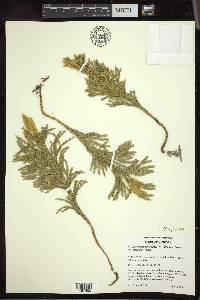 Dendrolycopodium hickeyi image