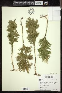 Dendrolycopodium hickeyi image