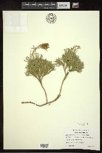 Diphasiastrum tristachyum image