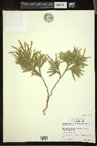 Dendrolycopodium hickeyi image