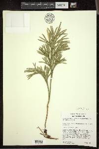 Dendrolycopodium hickeyi image