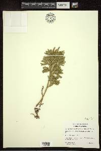 Dendrolycopodium dendroideum image