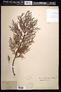 Cupressus lusitanica var. lusitanica image