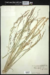 Stipa splendens image