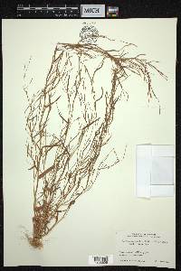 Schizachyrium brevifolium image